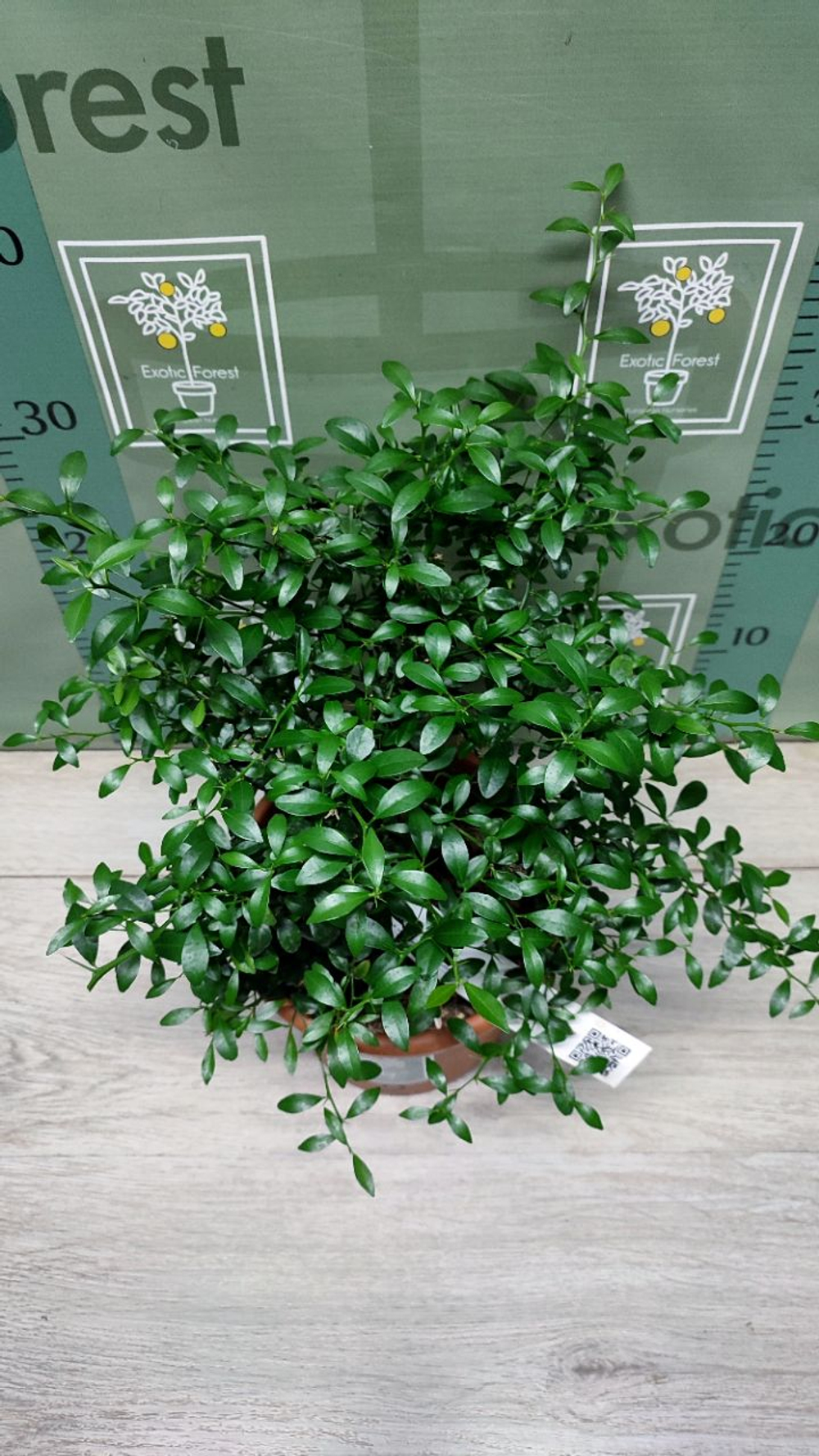 Микроцитрус "Blood Lime"