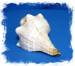 Плеуроплока Трапезиум, 10-15см, 1шт