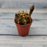 Gymnocalycium Friedrichii (Гимнокалициум)