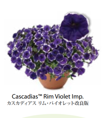 ЕВРО Petunia Cascadias Rim Violet укорененный черенок середина декабря 25