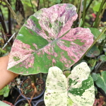 Колоказия PINK CHERMARN