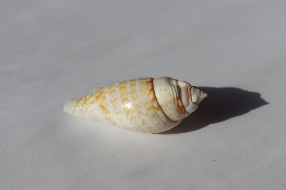 Ракушка Стромбус гиббосус (Gibberulus gibbosus)