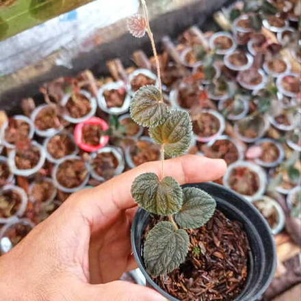 Перец 10 Тимика