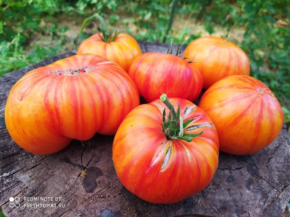 Большой оранжевый полосатый (Big orange striped) сорт томата