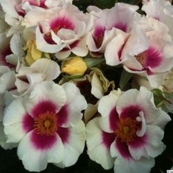 Си Ю ин Пёрпл (See You in purple)