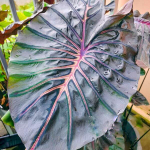 Колоказия INFERNO FALLS