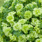 ЕВРО Новинка 2026 Петуния Tumbelina Compact Chartreuse укорененный черенок ОКС февраль 26 Kohen