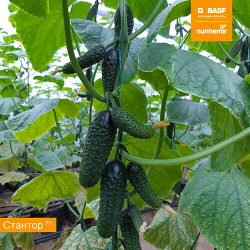 Семена огурца Стантор F1, Nunhems, 7 шт.