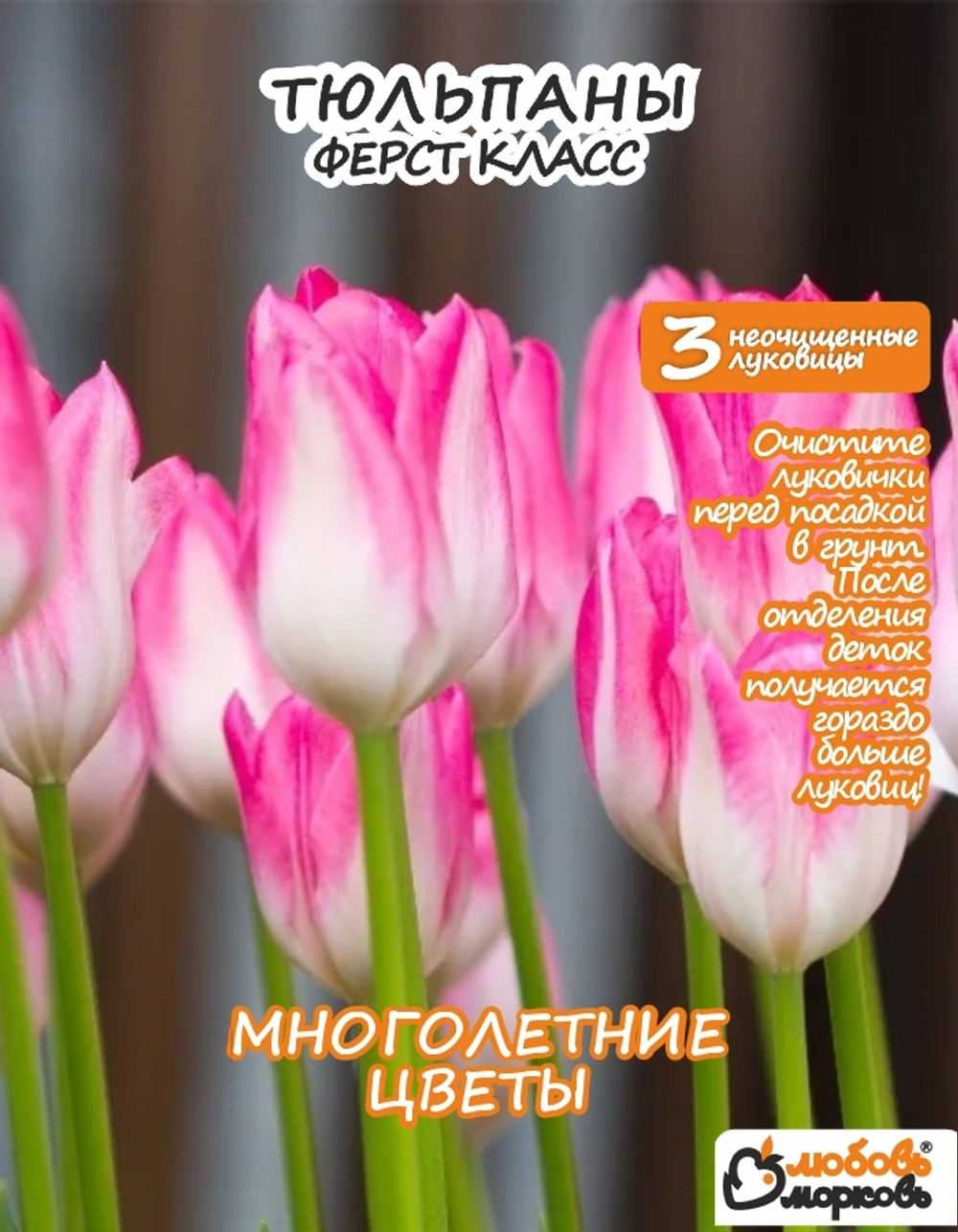 Тюльпан Ферст Класс 3+ шт