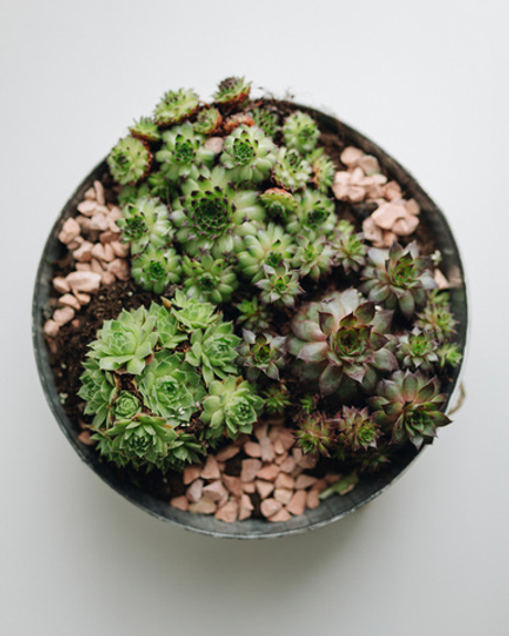 Молодило (каменная роза)