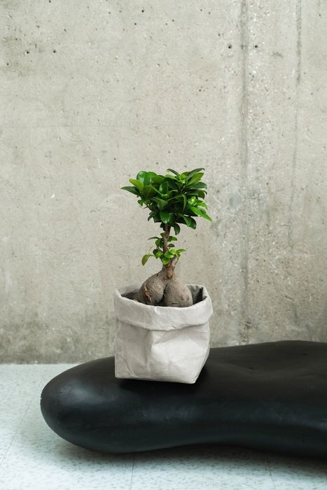 Комнатные растения | KRAPIVA