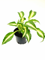 Хоста микс СП