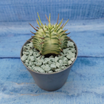Euphorbia meloformis f. Variegated (Эуфорбия вариегатная)
