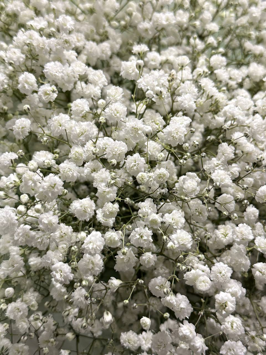 Букет из белой гипсофилы