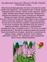 Дельфиниум Астолат Pacific Astolat