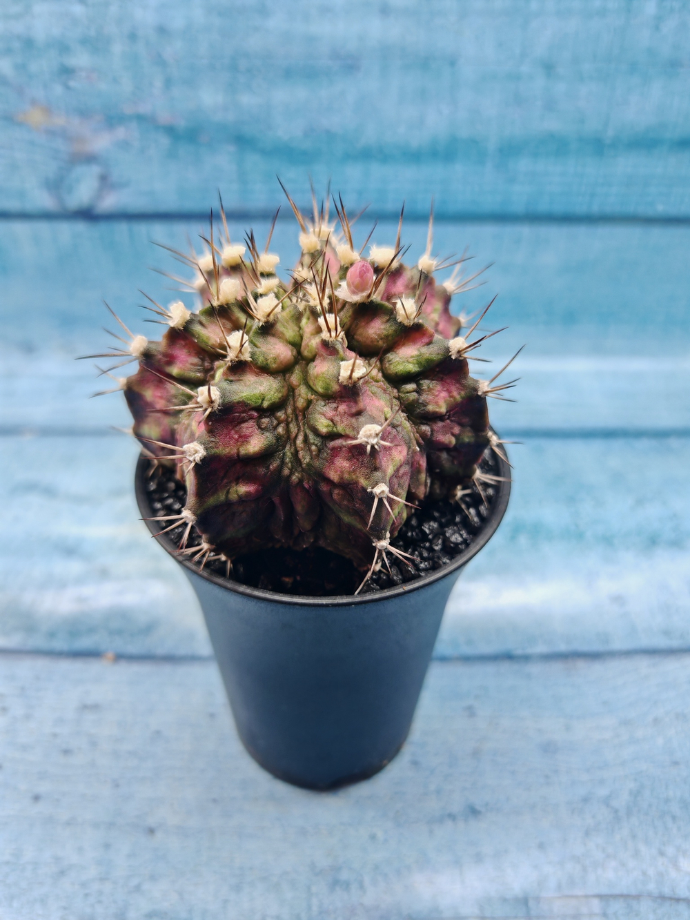 Gymnocalycium T-Rex Pink hybrid (Гимнокалициум T-rex)