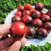 Помидоры Purple Dragon - Фиолетовый Дракон