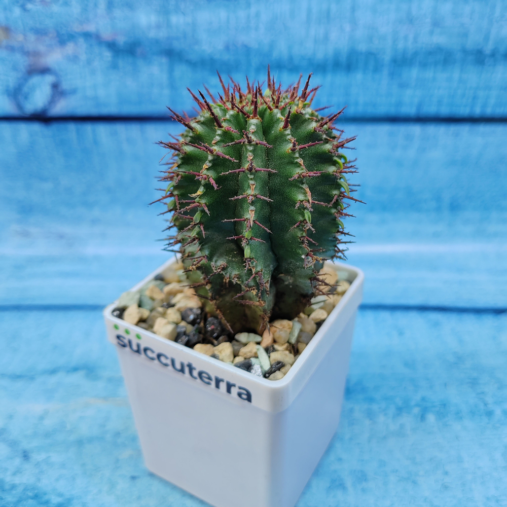 Euphorbia Polygona (Эуфорбия)