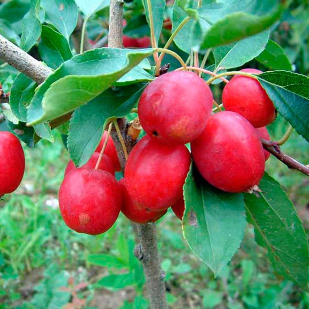 Яблоня Китайка Долго