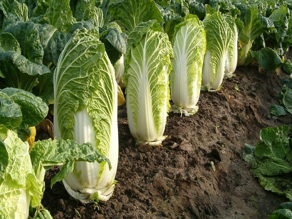 Капуста пекинская Маноко F1 (50шт)  Витагрин Профи