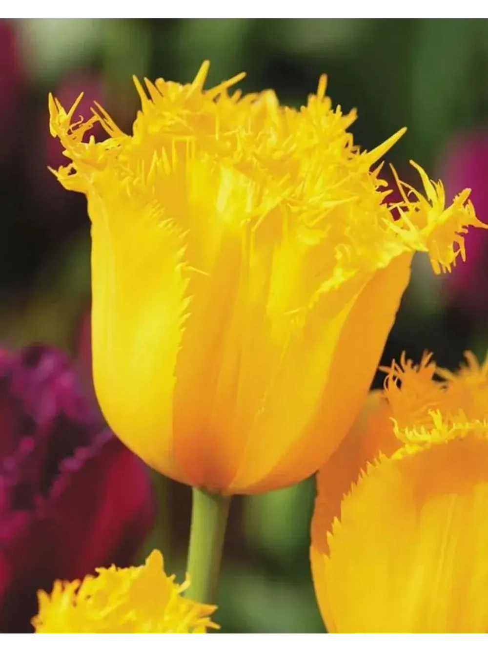 Тюльпаны Rebellious Yellow 4 шт, набор луковиц