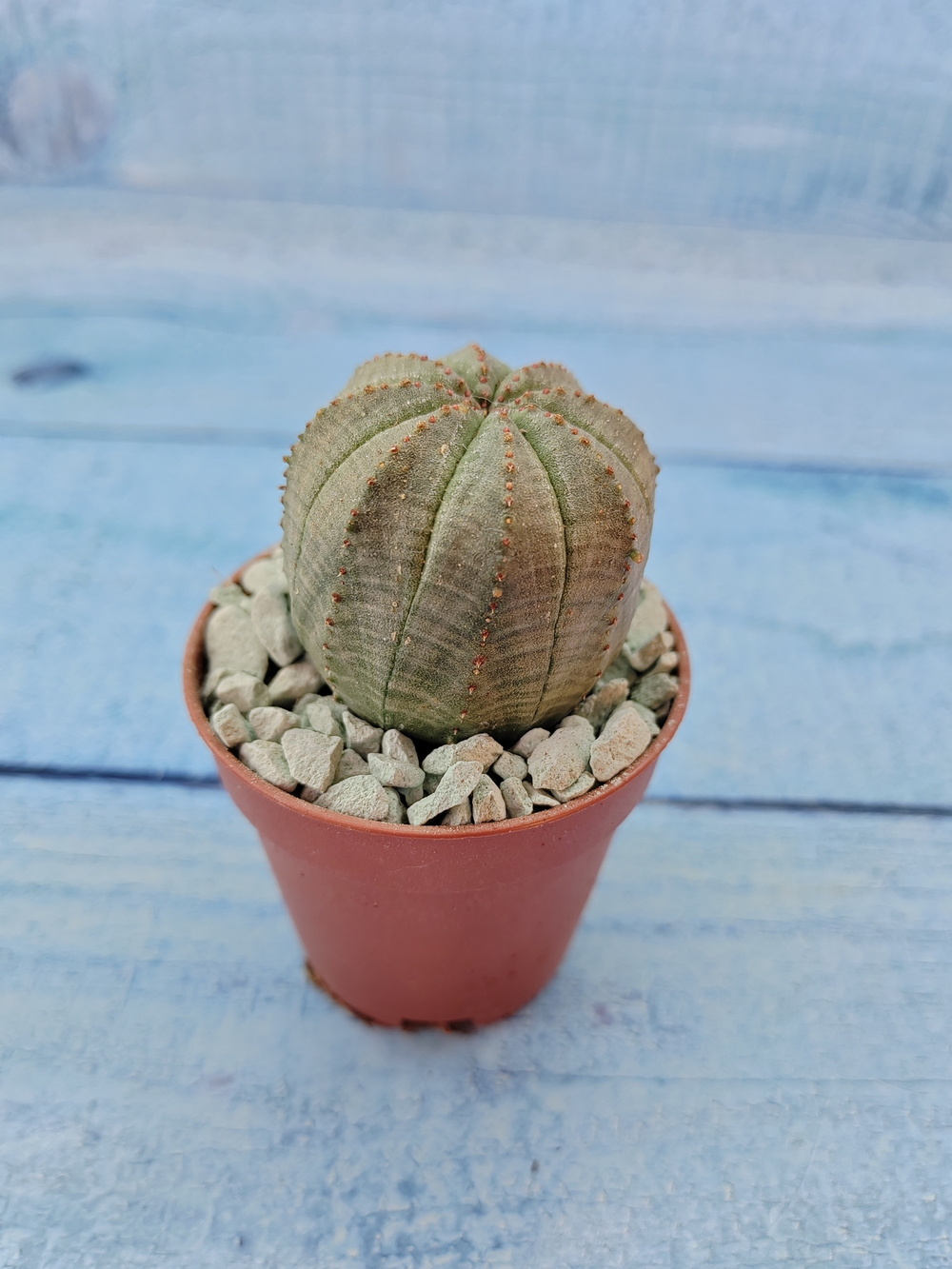 Euphoria Obesa (Эуфорбия)