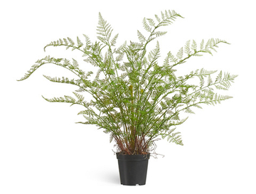 Папоротник Аспарагус куст нежно-зелёный в кашпо