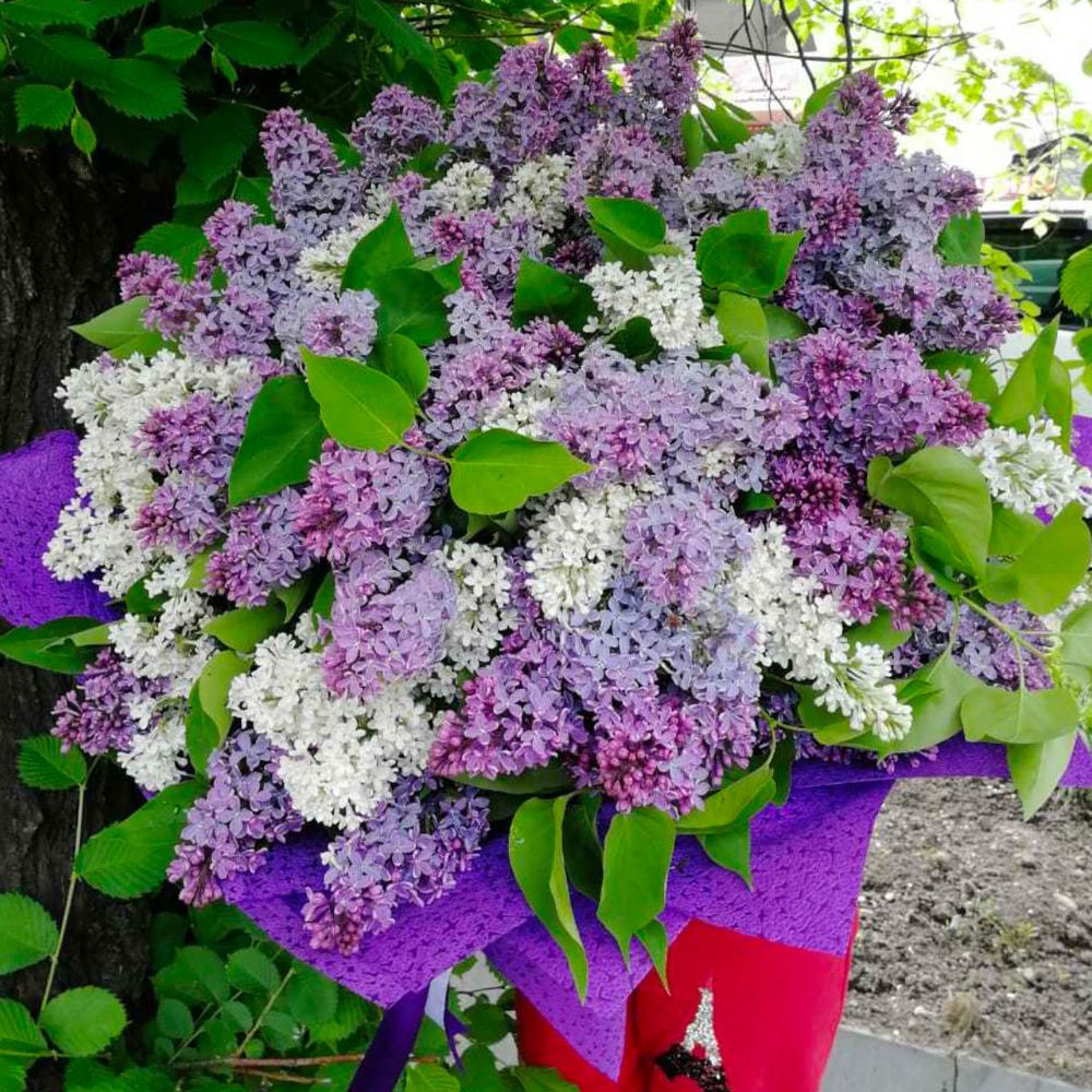 Лиловое облако