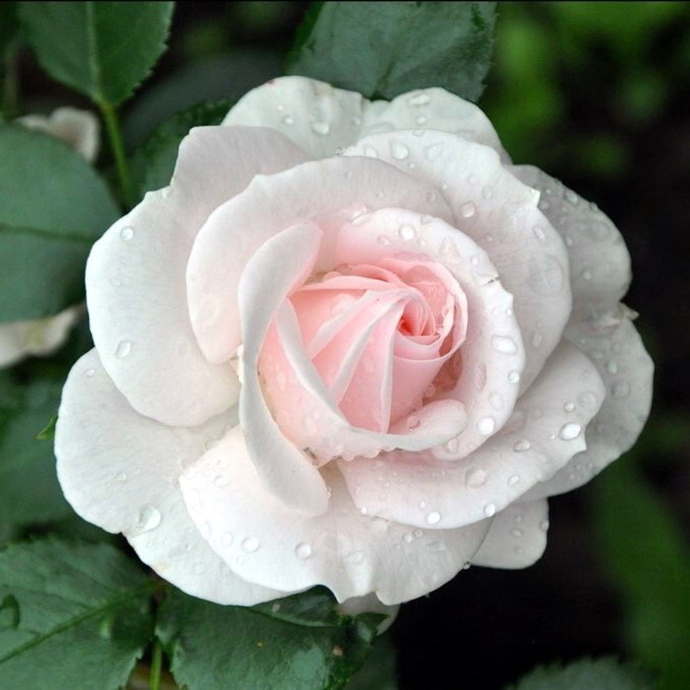 Роза флорибунда Аспирин Роуз/Aspirin Rose
