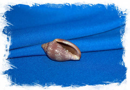 Маргинелла глабелла (Marginella glabella)