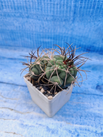Gymnocalycium Saglionis 2 head (Гимнокалициум Сальо)