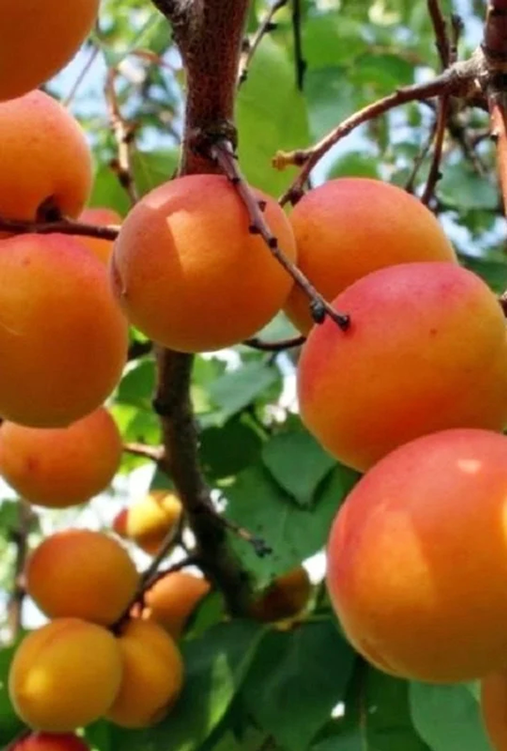 Абрикос Новоспасский