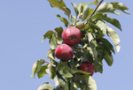 Яблоня Редлав Эра