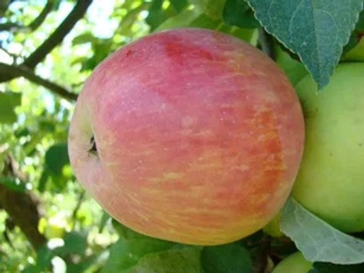 Яблоня Услада подвой 54-118, полукарликовый С5 Закупка М69 июнь 2026