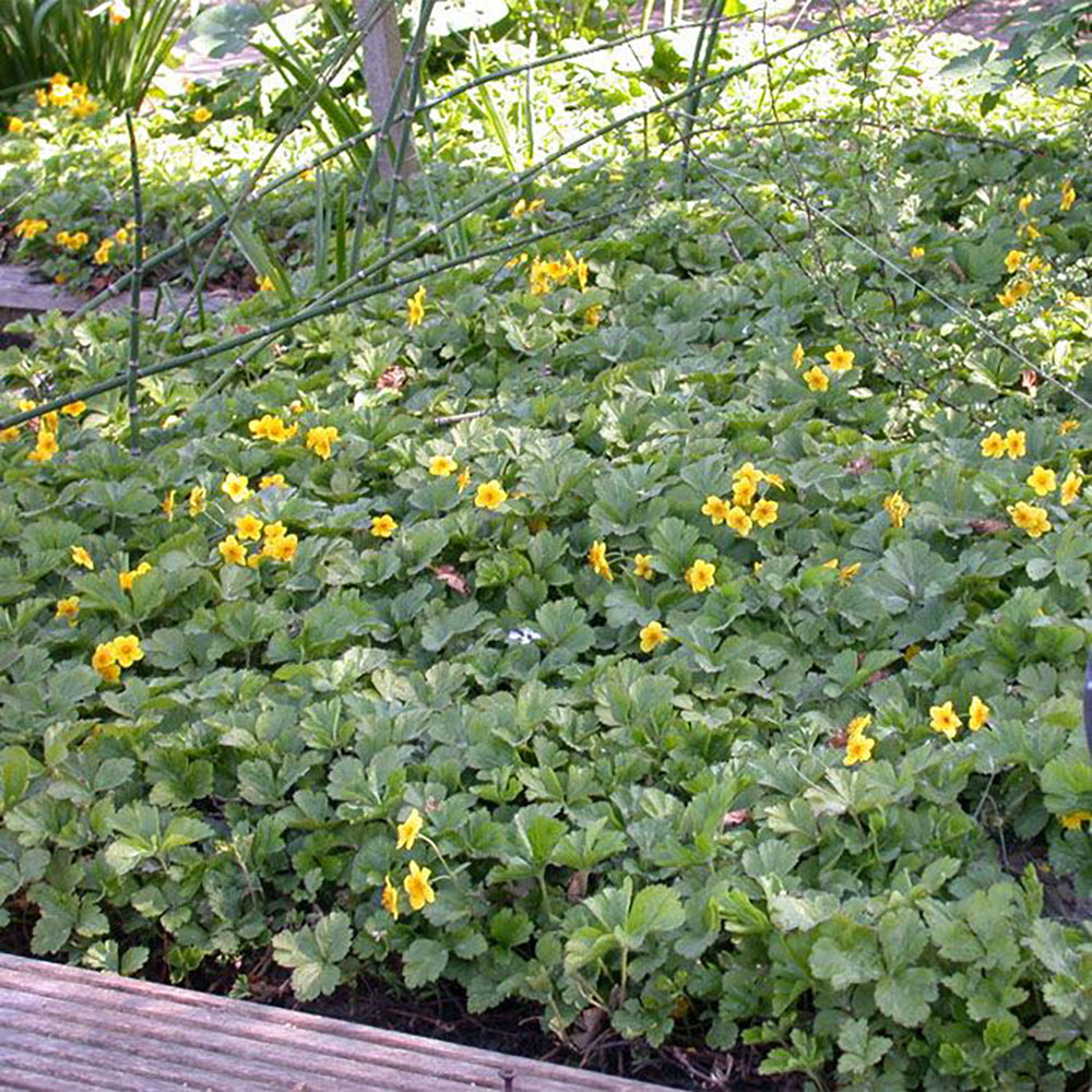 Вальдштения тройчатая. Waldsteinia ternata.