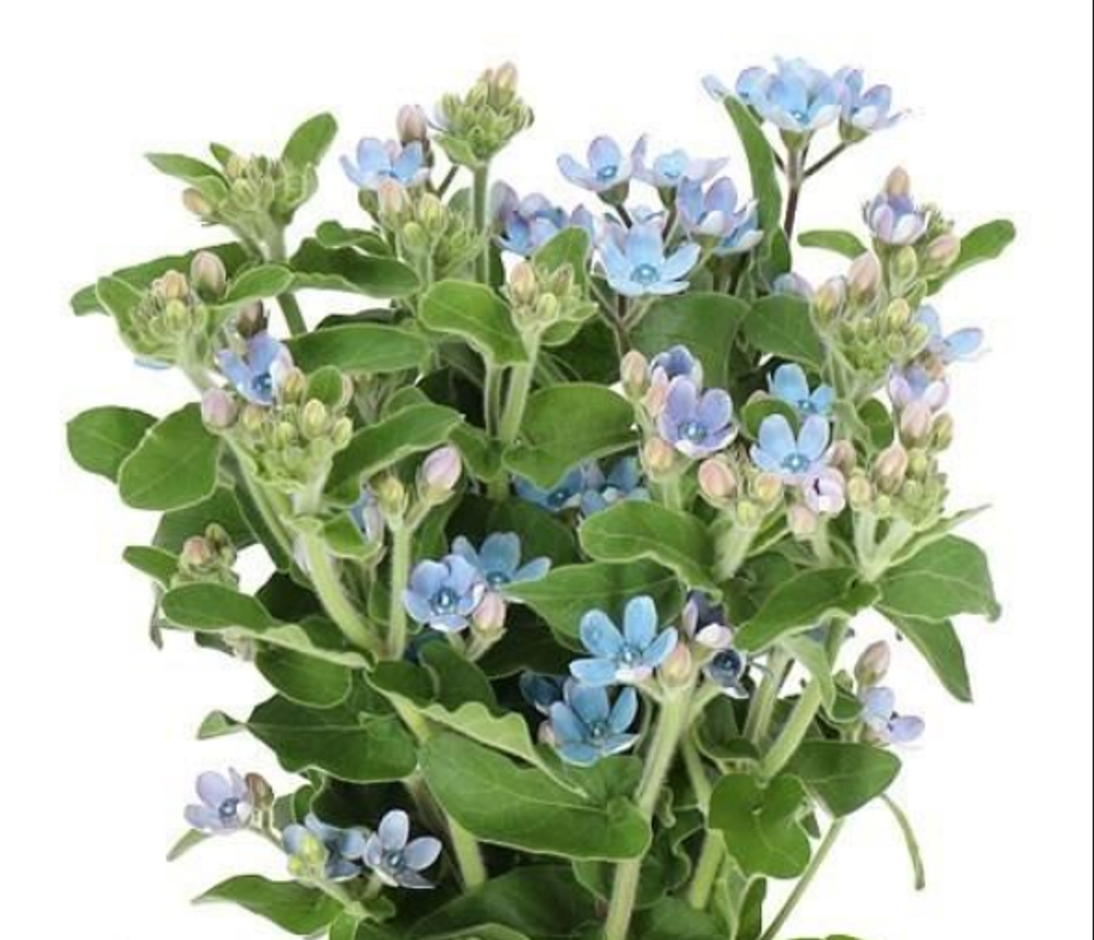 Оксипеталум