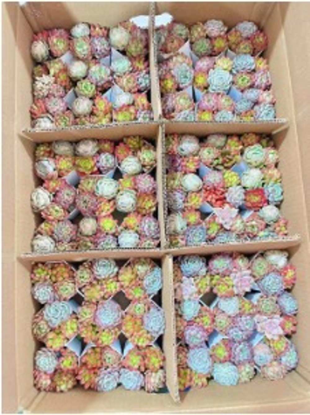 Суккулент микс д. 7