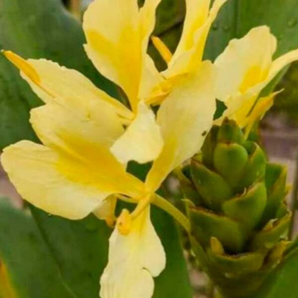 Гедихиум CORONARIUM YELLOW (Н131)