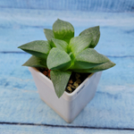Haworthia Comptoniana Hybride hybrid (Хавортия)