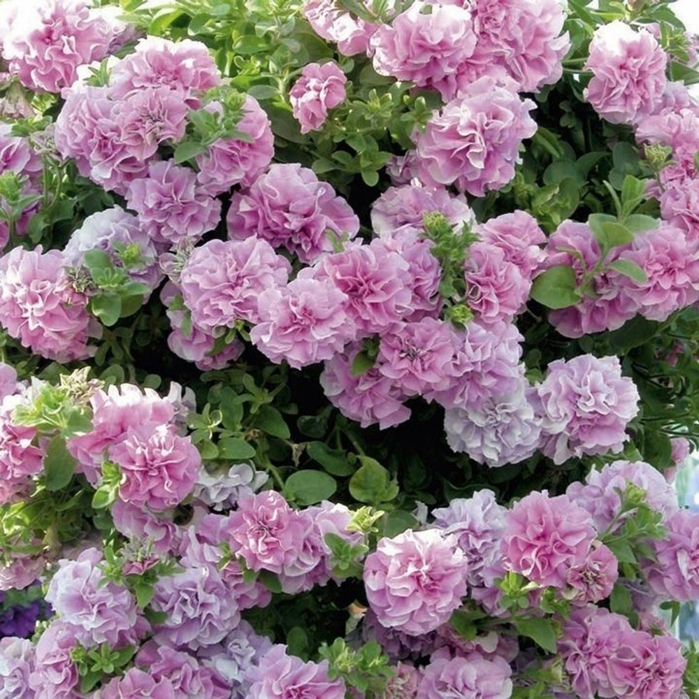 ЕВРО Петуния Surfinia Double Lilac укорененный черенок ОКС март Koh