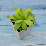 Haworthia Cymbiformis (Хавортия)