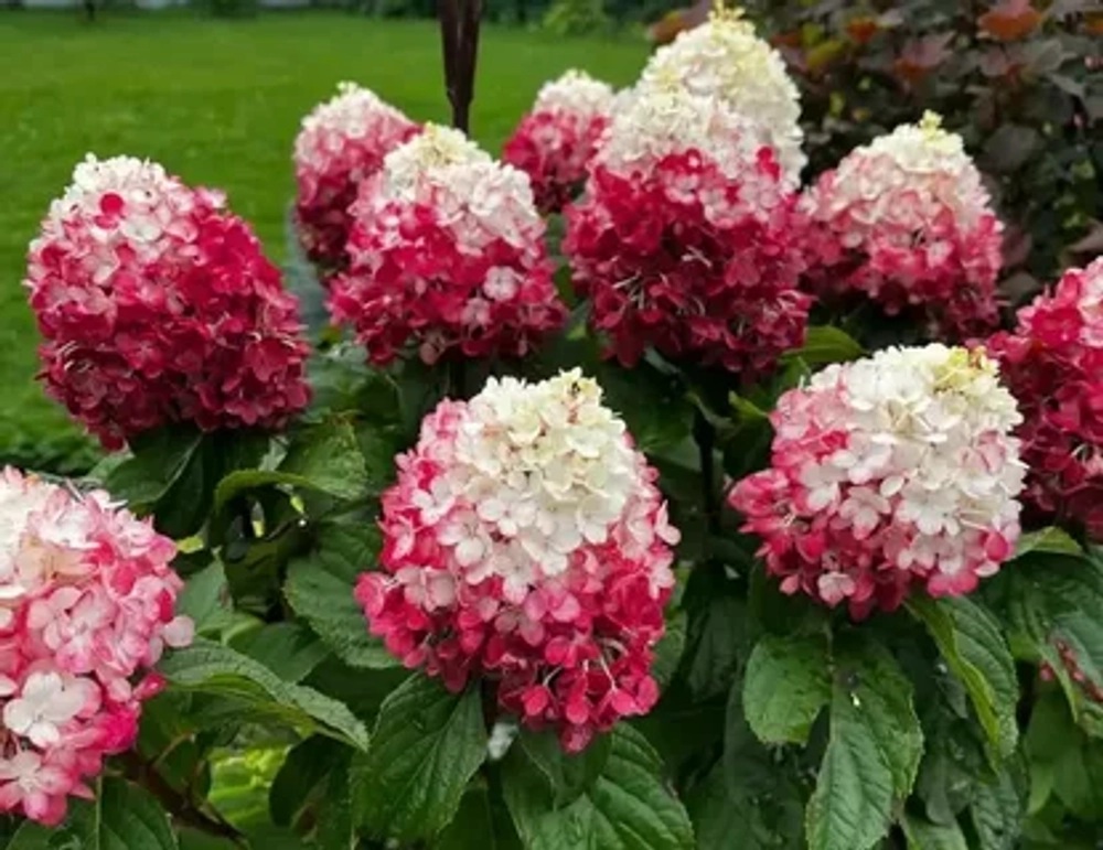 Гортензия метельчатая Ред Вельвет Р9 Закупка М59 апрель 2026