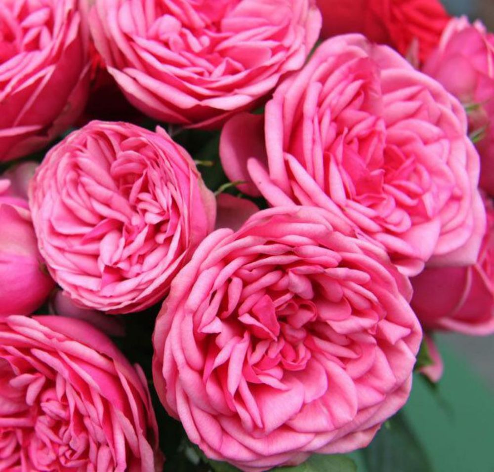 Пинк Пиано (Pink Piano)