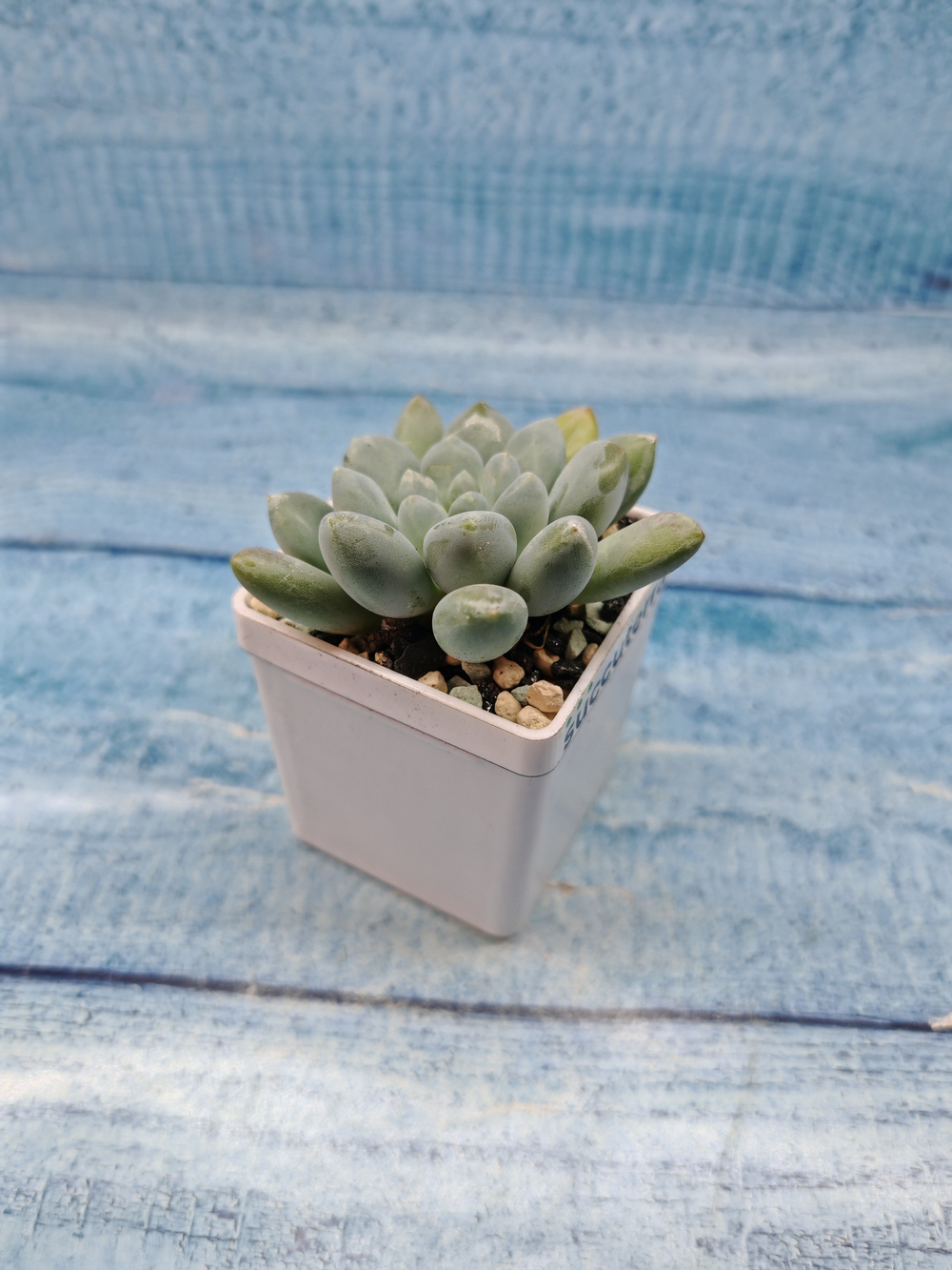 Pachyveria sp. (Пахиверия)