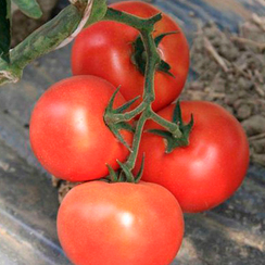 Буран F1 семена томата индетерминантного (Enza Zaden / Энза Заден)