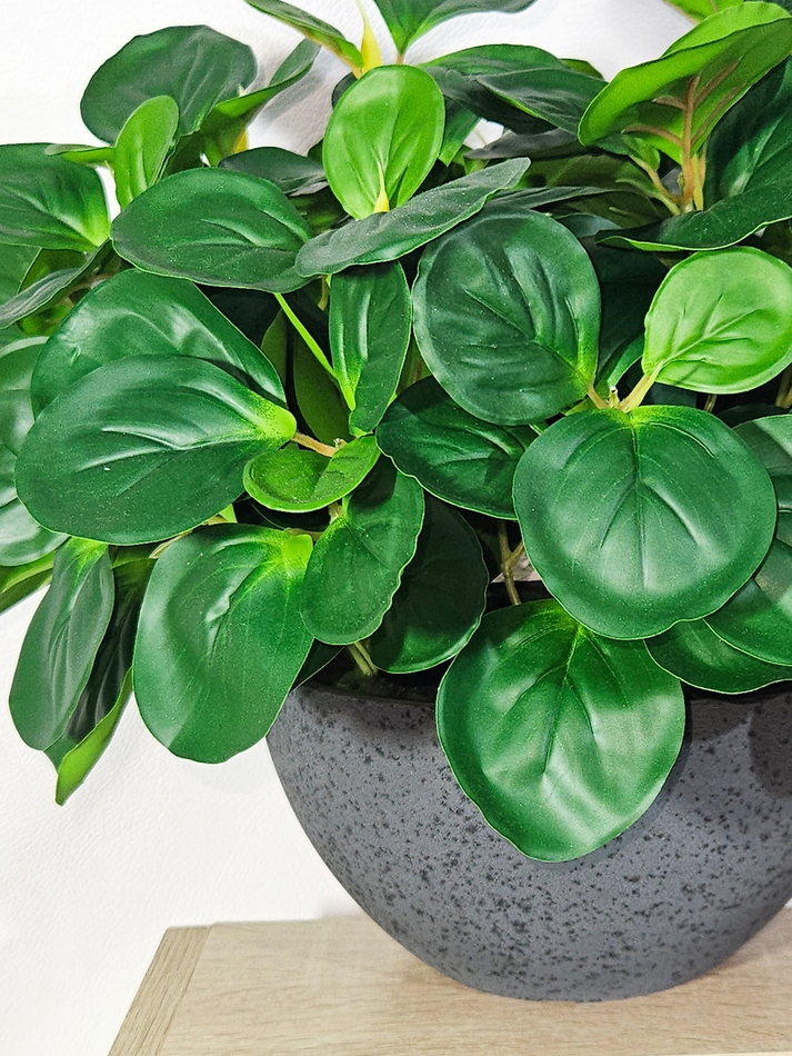 Пеперомия искусственная зеленая 35см в кашпо Лофт