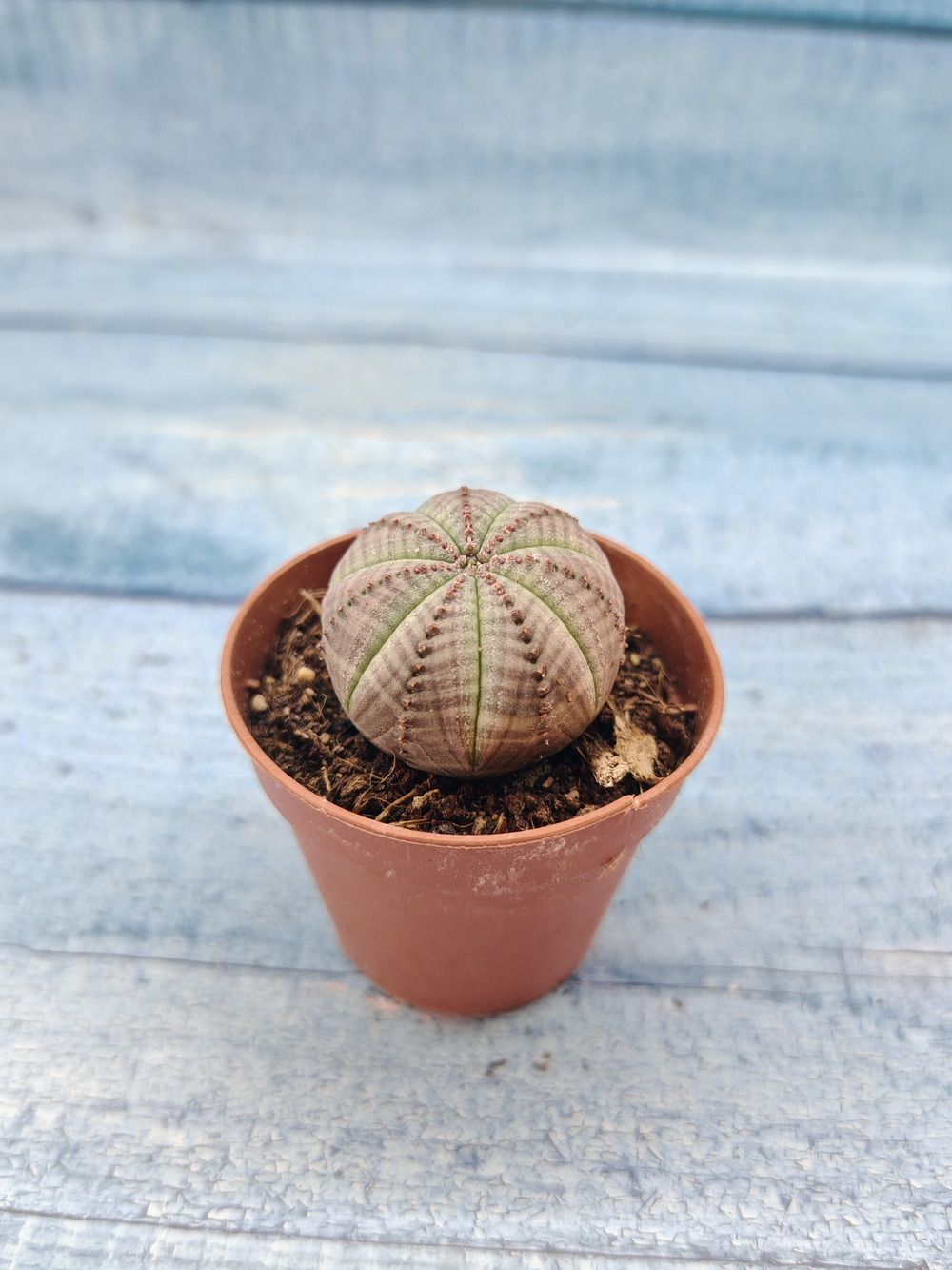 Euphoria Obesa (Эуфорбия)