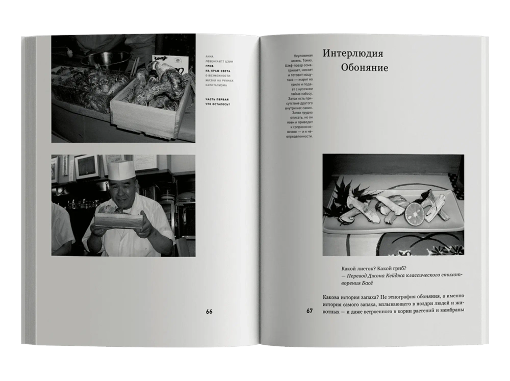 Гриб на краю света