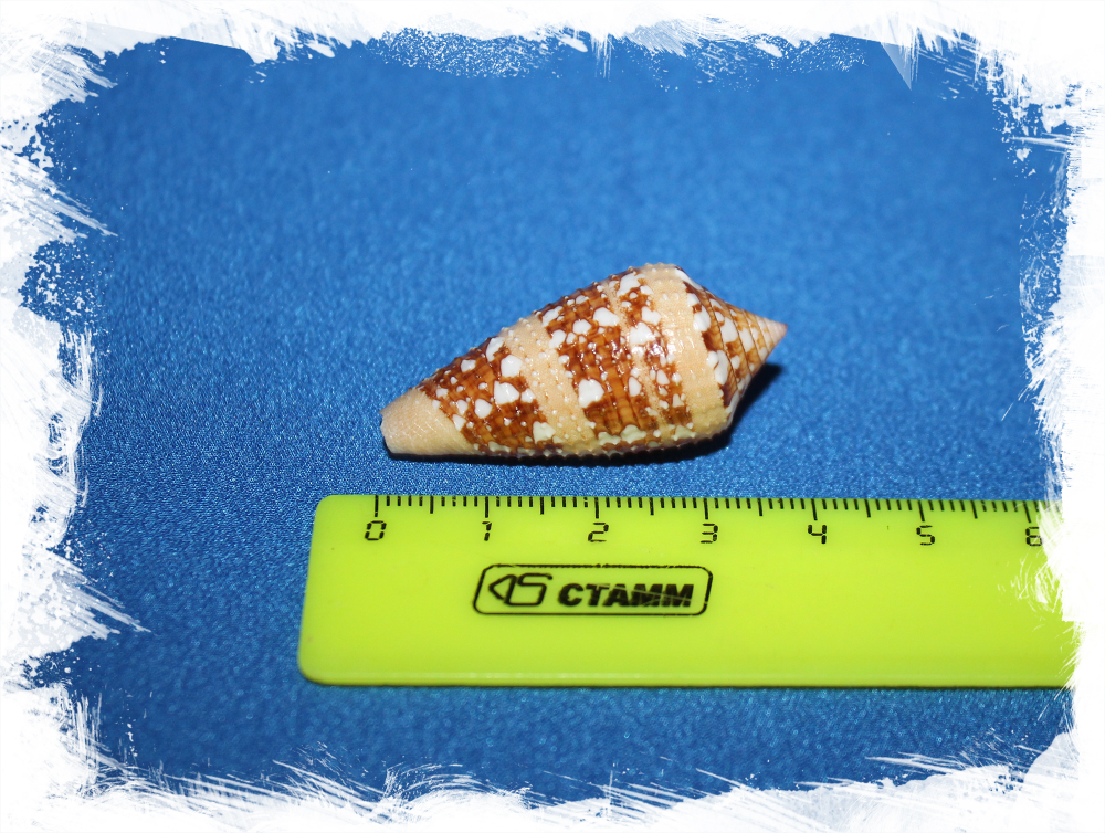 Conus ammiralis, Конус аммиралис