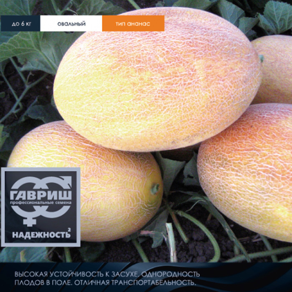 Алтын F1 семена дыни (Гавриш) – фото 3